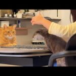 カワウソたちと寒天で遊んだら意外な結果になった！ 笑 Playing with the otters using agar led to an unexpected result! LOL(YouTube)