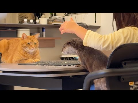 カワウソたちと寒天で遊んだら意外な結果になった！ 笑 Playing with the otters using agar led to an unexpected result! LOL(YouTube)
