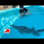 2m越えのオオトカゲとプールに入ってみると…飼い主も驚きの行動をし始めて…(YouTube)