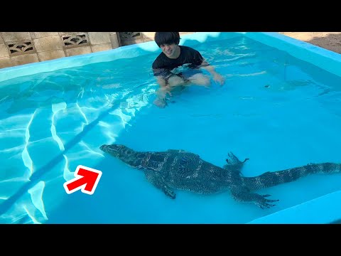 2m越えのオオトカゲとプールに入ってみると…飼い主も驚きの行動をし始めて…(YouTube)