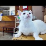 【猫ホテル】玄関で「いらっしゃいませニャん」お客様をお出迎えする猫たちが可愛すぎる！(YouTube)