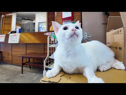 【猫ホテル】玄関で「いらっしゃいませニャん」お客様をお出迎えする猫たちが可愛すぎる！(YouTube)