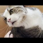 お父さんが起きてくると嬉しくてテンションMAXで転がりまくる猫(YouTube)