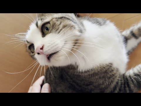 お父さんが起きてくると嬉しくてテンションMAXで転がりまくる猫(YouTube)