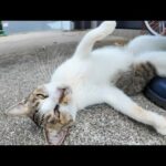 島の端にコワーキングスペースがあるんだがここで仕事とか無理なような気がするけど(YouTube)