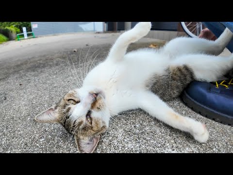 島の端にコワーキングスペースがあるんだがここで仕事とか無理なような気がするけど(YouTube)