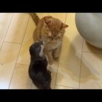 子猫にずっと後ろを付いていかれるカワウソ A kitten following an otter around all the time(YouTube)