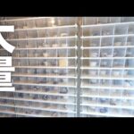 蛇の孵化ピークを迎えた現在(YouTube)