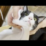 親子そろってお父さんが大好きな猫(YouTube)