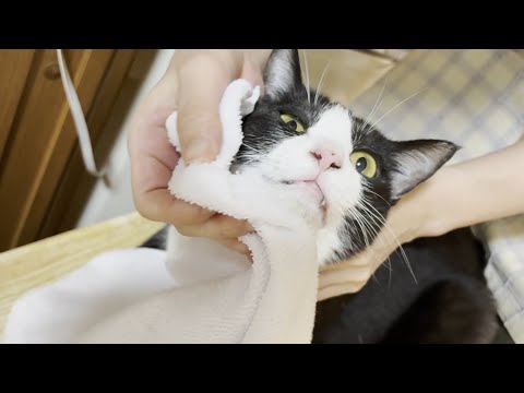 親子そろってお父さんが大好きな猫(YouTube)
