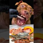可愛すぎる！ピットブルが一生懸命生肉を食べる #asmr #ピットブル(YouTube)