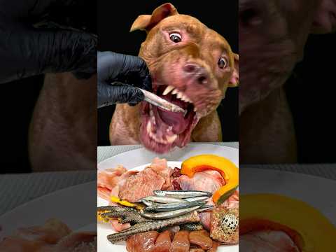 可愛すぎる！ピットブルが一生懸命生肉を食べる #asmr #ピットブル(YouTube)