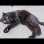 丸顔の黒猫ちゃんをナデナデすると堤防から降りてコロンと寝転がった(YouTube)