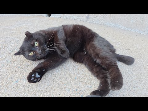 丸顔の黒猫ちゃんをナデナデすると堤防から降りてコロンと寝転がった(YouTube)