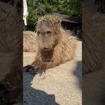 #カピバラ #capybara(YouTube)