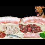 ボリボリ食べるピットブルの咀嚼音がクセになる!犬のごはん(YouTube)