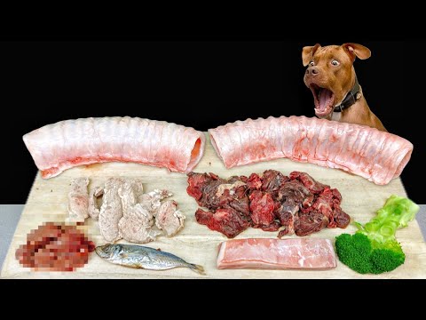 ボリボリ食べるピットブルの咀嚼音がクセになる!犬のごはん(YouTube)