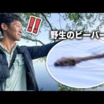 【貴重】海外の自然公園でついに野生のビーバーを発見！？【スウェーデン・ストックホルム編第2弾】(YouTube)