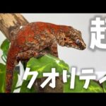 国内トップクラスのクオリティを誇る壁チョロヤモリ専門店が…ヤバすぎた(YouTube)