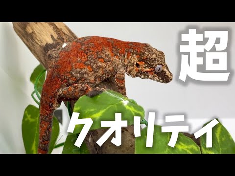 国内トップクラスのクオリティを誇る壁チョロヤモリ専門店が…ヤバすぎた(YouTube)