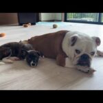 【朗報】子犬がまるこの事を「お母さん」と認識するようになりました♪(YouTube)