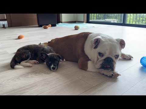【朗報】子犬がまるこの事を「お母さん」と認識するようになりました♪(YouTube)