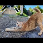 猫島の神社の階段を降りたら猫がダッシュで駆け寄ってきて癒しMAX(YouTube)