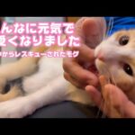 2025 09 20 2  こんなに可愛く元気になりました  泥の中からレスキューされたモグ  巣立ちまで7日(YouTube)