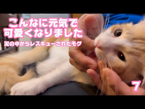 2025 09 20 2  こんなに可愛く元気になりました  泥の中からレスキューされたモグ  巣立ちまで7日(YouTube)