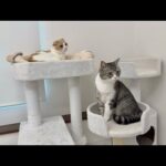 昼寝中にインターホンが鳴ったときの猫たちの反応が可愛すぎました笑(YouTube)