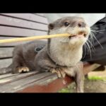 カワウソ界の大谷翔平！？散歩中二刀流になるカワウソ The Ohtani Shohei of the otter world!? An otter going dual-wielding(YouTube)
