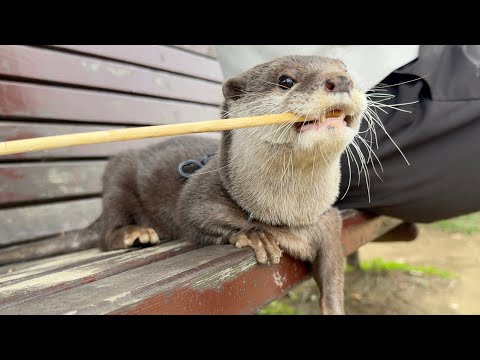 カワウソ界の大谷翔平！？散歩中二刀流になるカワウソ The Ohtani Shohei of the otter world!? An otter going dual-wielding(YouTube)