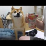 柴犬姉妹が犬語で布団の取り合いに！？お泊まり初日がカオスすぎたw w(YouTube)