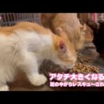 アタチ残さず食べて大きくなるニャン  泥の中からレスキューされたモグ  19  20225 09 08 1(YouTube)