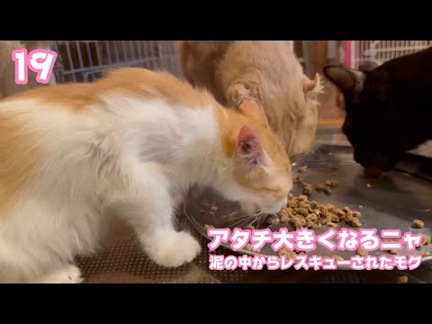 アタチ残さず食べて大きくなるニャン  泥の中からレスキューされたモグ  19  20225 09 08 1(YouTube)