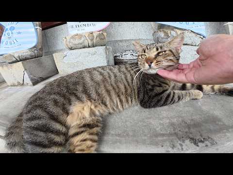 お地蔵様とルームシェアをしてくつろぐ猫達(YouTube)