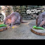 ビーバー専用のテーブルにきゅうりを丸ごと置いてみた結果…(YouTube)