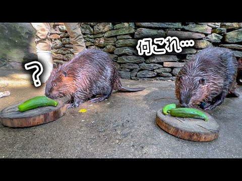 ビーバー専用のテーブルにきゅうりを丸ごと置いてみた結果…(YouTube)