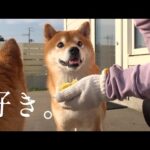 柴犬の笑顔が見たくて‥自転車で一時間の旅へ！すると心温まる結末に。(YouTube)