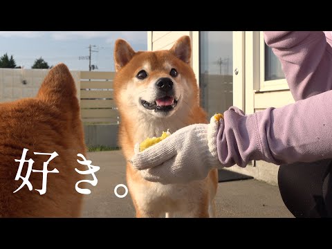 柴犬の笑顔が見たくて‥自転車で一時間の旅へ！すると心温まる結末に。(YouTube)
