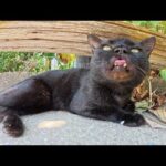 白髪交じりの黒猫をモフろうとしたら若い猫達が割り込んできた(YouTube)