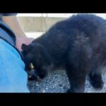 漁港の黒猫ちゃん、ナデナデしたら頭をゴロゴロ擦りつけてきて可愛すぎた🐾🐱💖(YouTube)