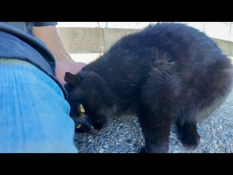 漁港の黒猫ちゃん、ナデナデしたら頭をゴロゴロ擦りつけてきて可愛すぎた🐾🐱💖(YouTube)