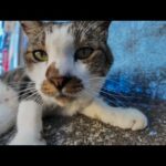 道路脇でぐっすり寝ていた猫ちゃんにちゅーるを差入れしてみたら可愛すぎた🐱💖(YouTube)