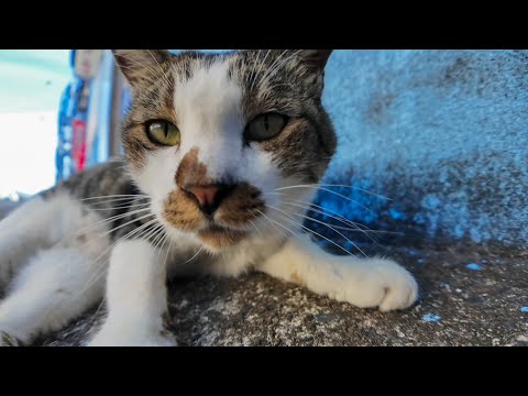 道路脇でぐっすり寝ていた猫ちゃんにちゅーるを差入れしてみたら可愛すぎた🐱💖(YouTube)