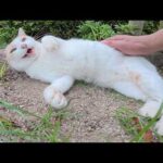 ミルクティー猫ちゃんのフワフワボディをモフる(YouTube)