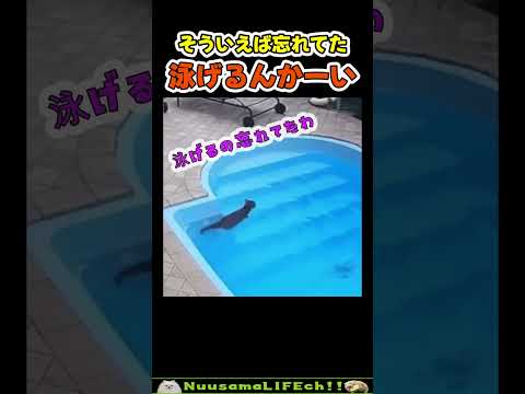 泳げることを忘れてた猫【ネコ】#猫 #cat(YouTube)