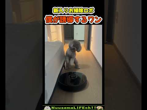 お掃除ロボを誘導してあげる犬【犬】#犬 #dog(YouTube)