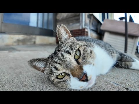 【週刊感動猫動画】今週撮った未公開猫動画まとめて公開-unreleased video of this week-2025/9/2w(YouTube)
