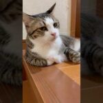 ほら、あれ見て・・・呑気やろ(YouTube)